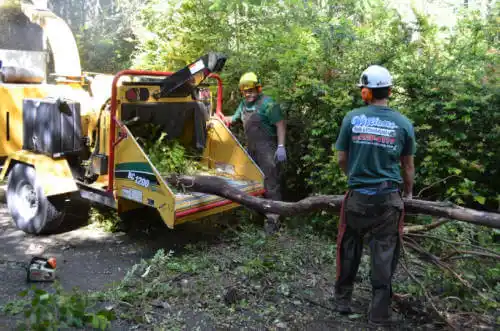 tree services Camino